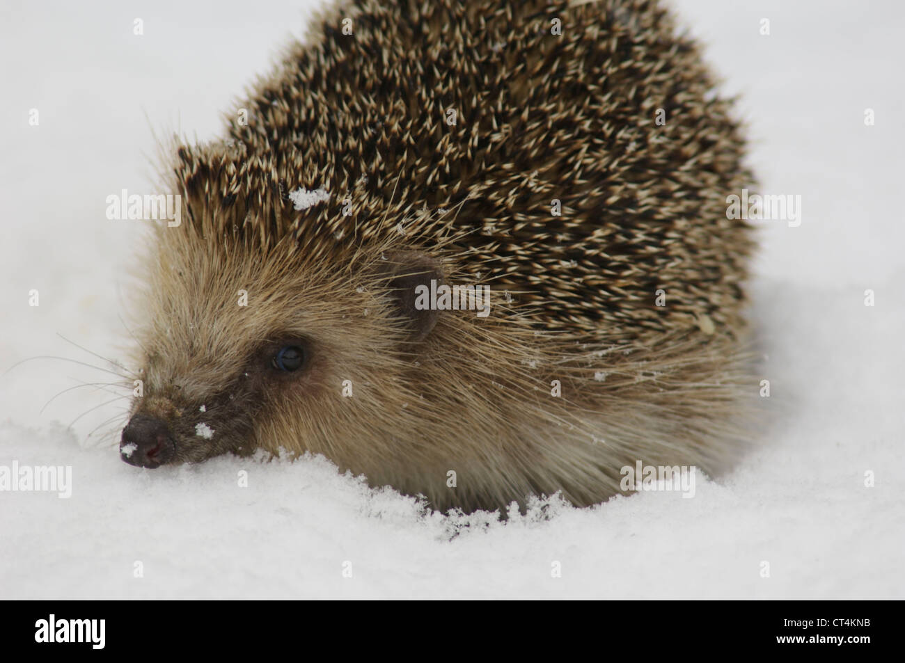 Western european hedgehog stock photo alamy