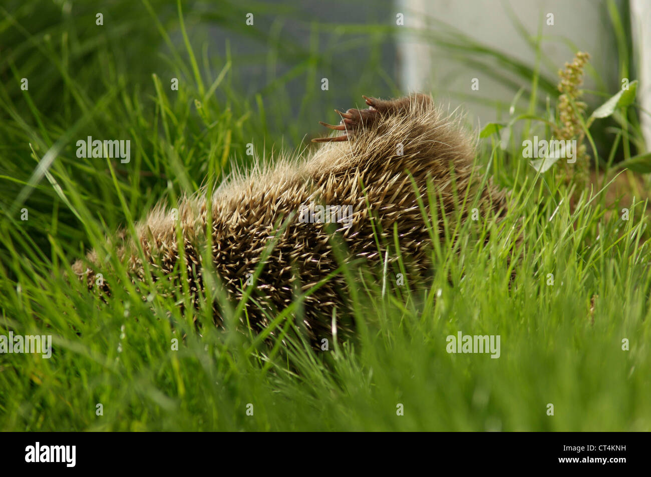 Western european hedgehog stock photo alamy