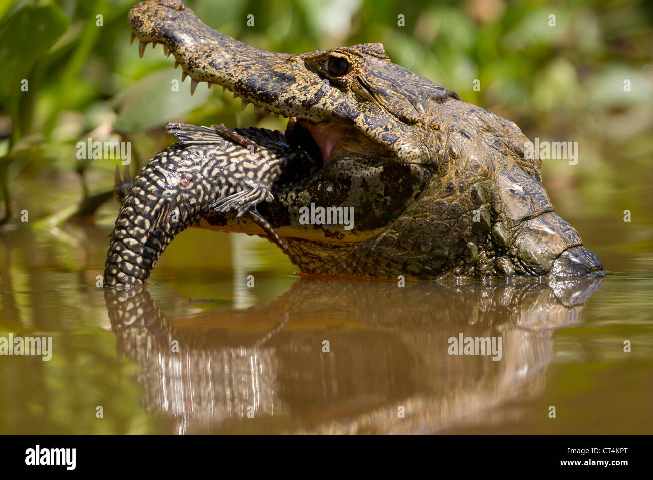 South America, Brazil, Pantanal, Moto Grosso, Spectacled Caiman, Caiman crocodilus, eating fish, Stock Photo