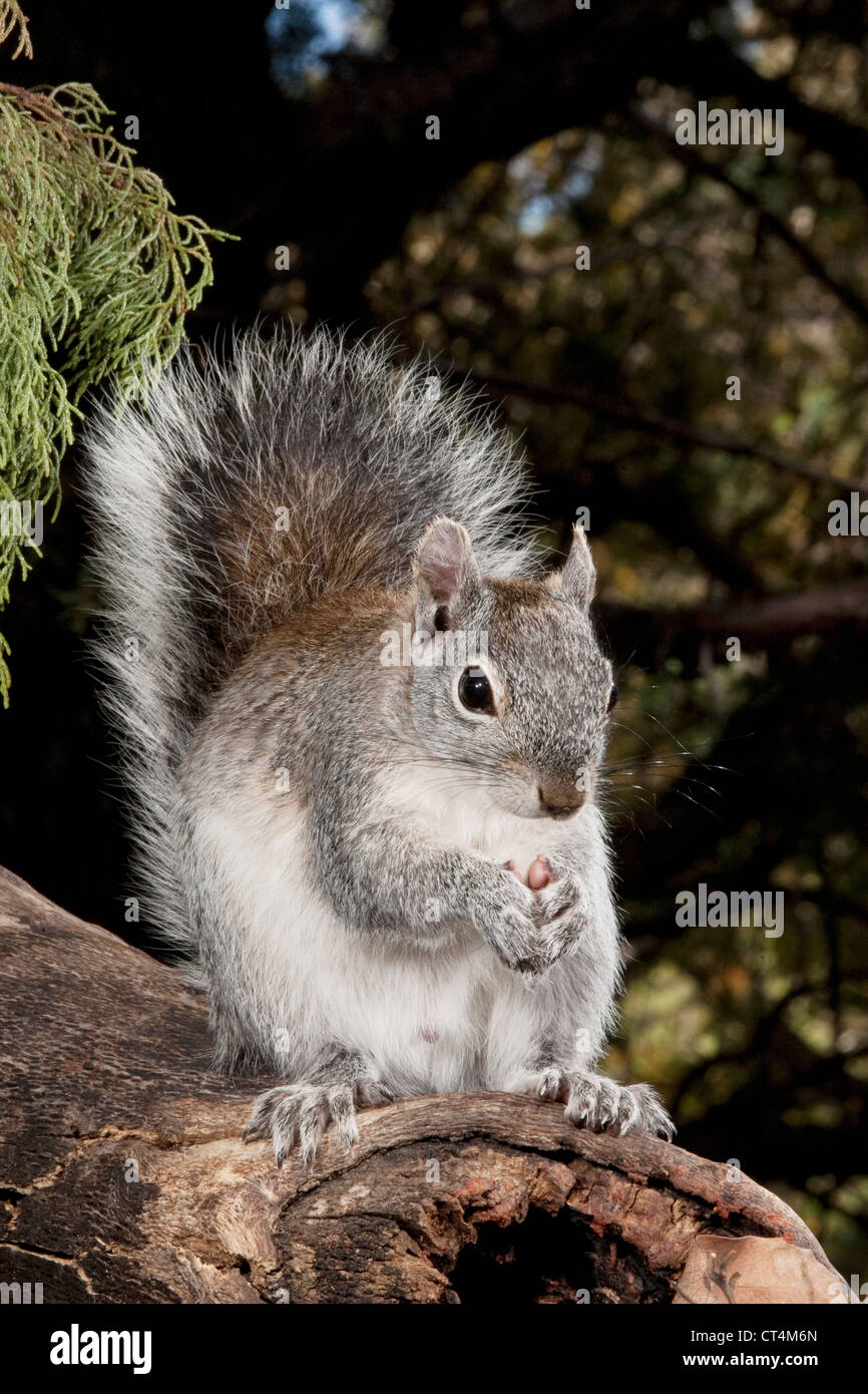 North America, USA, Arizona, SW, Arizona Gray Squirrel, Sciurus arizonensis, eating peanuts Stock Photo