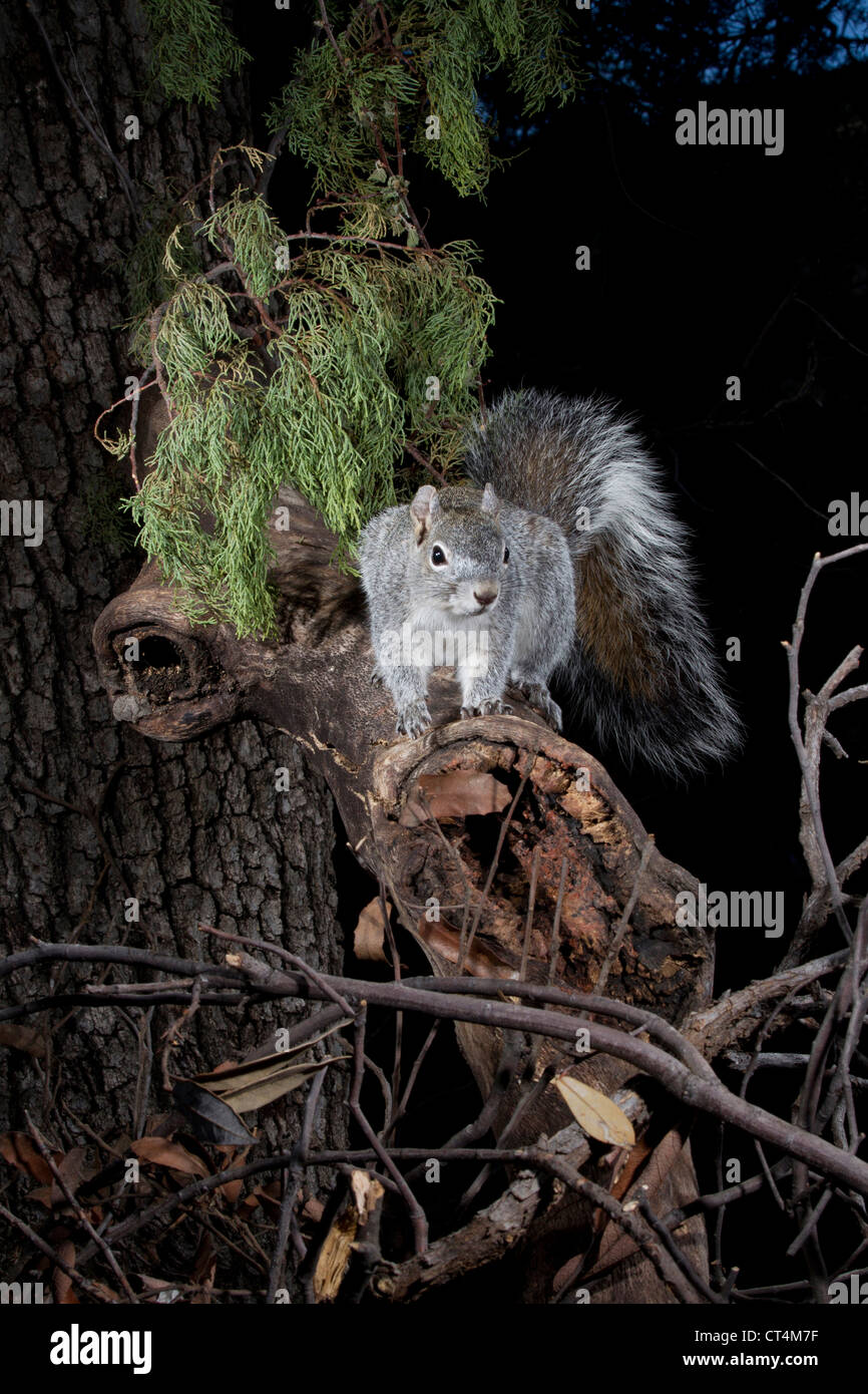 North America, USA, Arizona, SW, Arizona, Arizona Gray Squirrel, Sciurus arizonensis, on tree branch Stock Photo