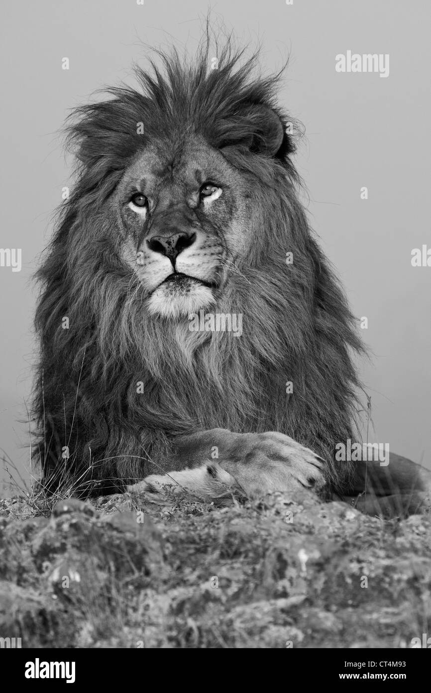 North America, USA, Montana, Bozeman, African Lion, Panthera leo, Barbary Lion subspecies extinct in the wild. Stock Photo