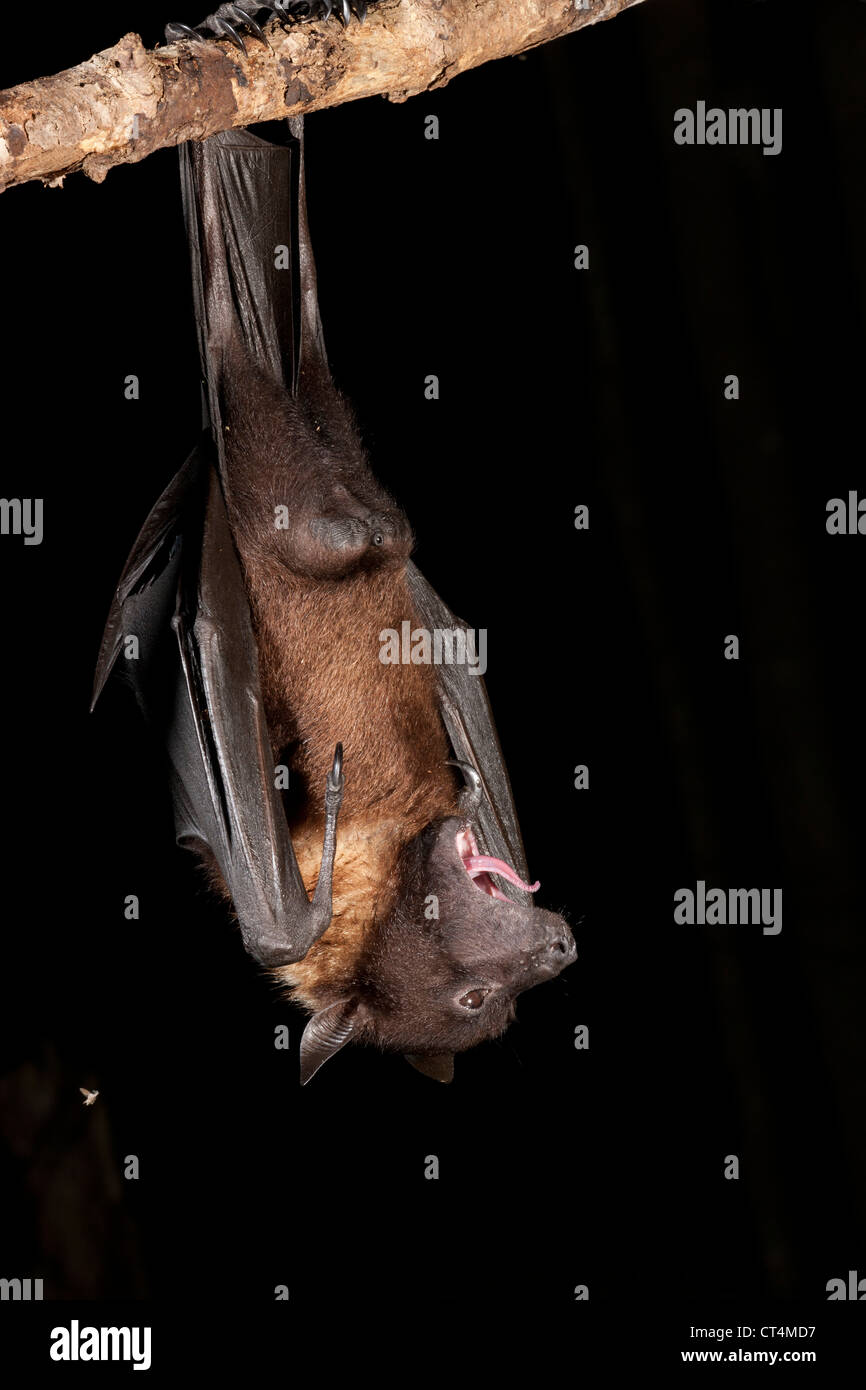 Captive fruit bat hires stock photography and images Alamy