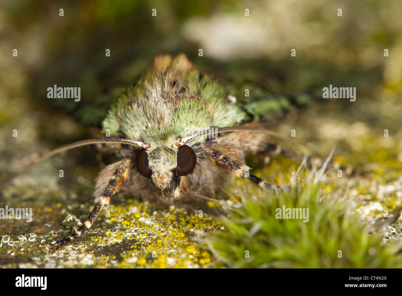 headshot of a Green Arches (Anaplectoides prasina) moth Stock Photo