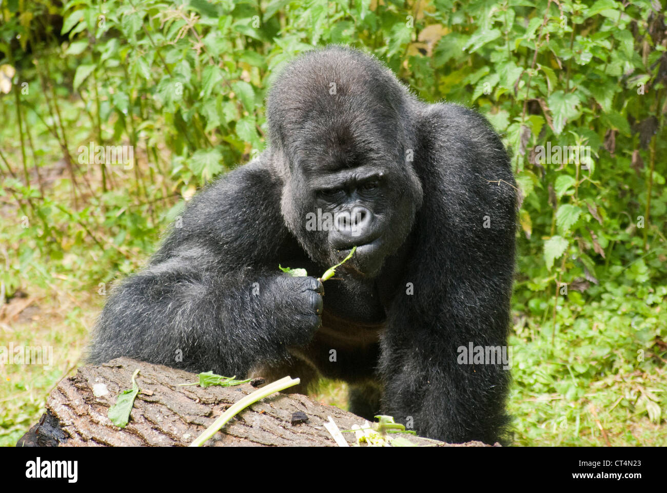 western lowland gorilla silverback western lowland gorilla silverback