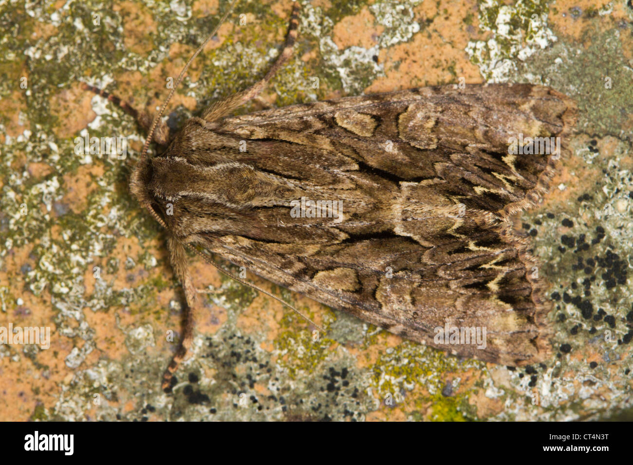 Dark Arches (Apamea monoglypha) moth camouflaged against lichen-covered rock Stock Photo