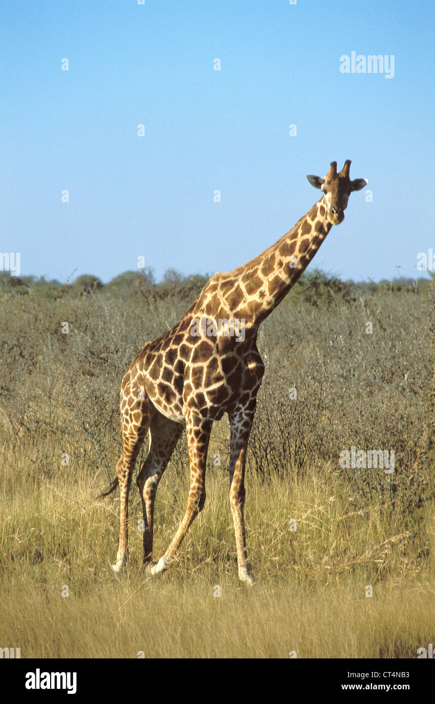 Giraffa sp hi-res stock photography and images - Alamy