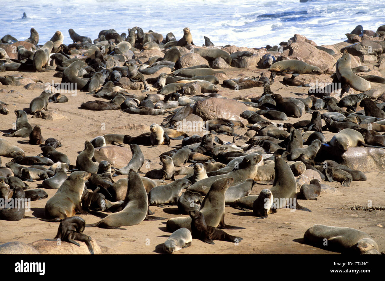 SOUTH AFRICAN FUR SEAL Stock Photo