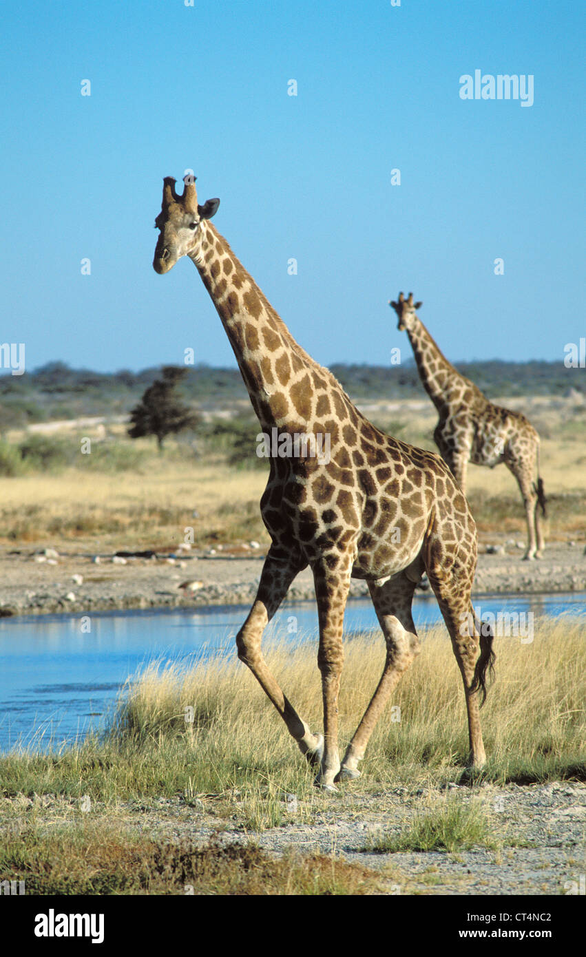 Giraffa sp hi-res stock photography and images - Alamy