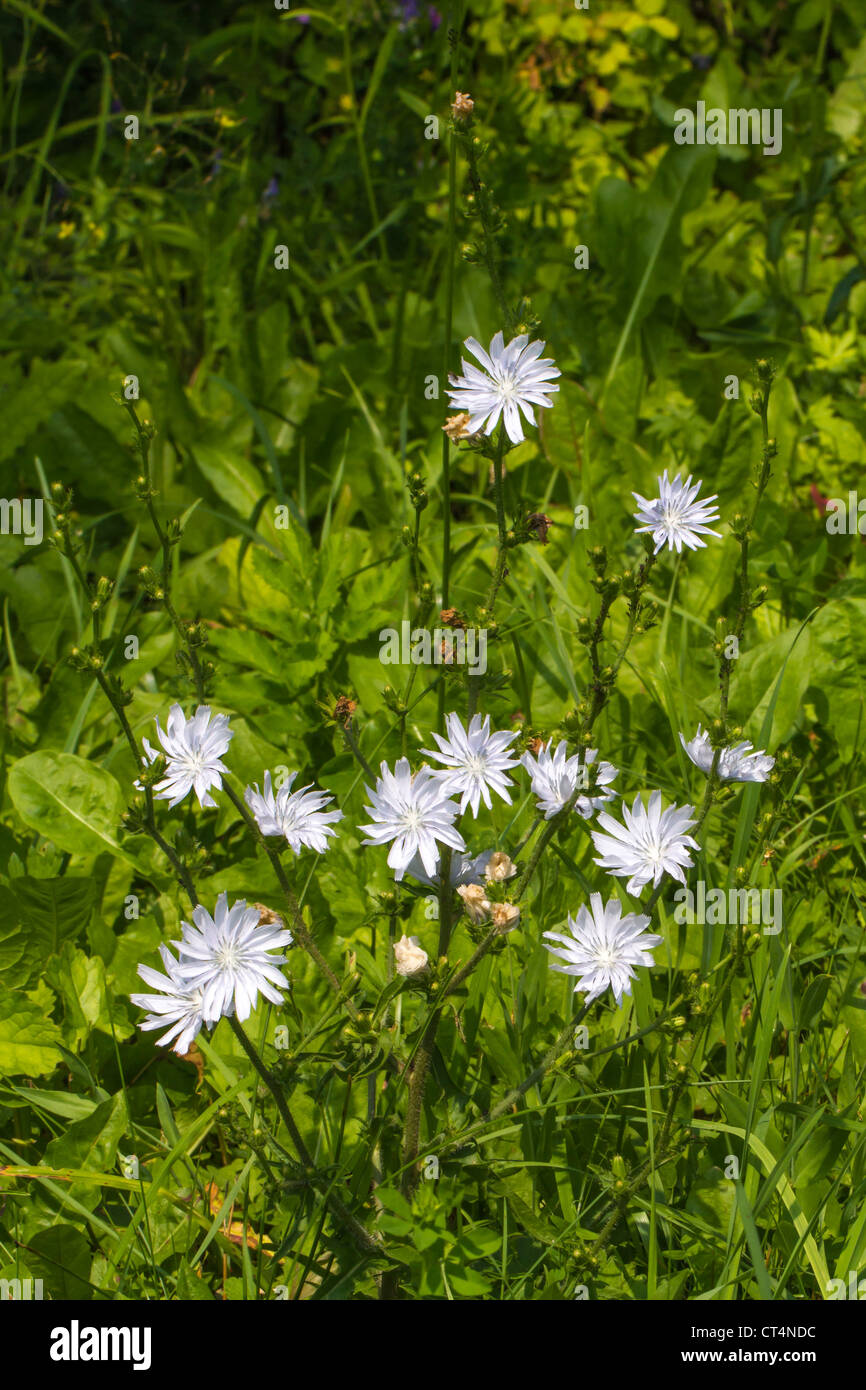 12  flower of the rare, seldom white version of the wild flower Cichorium intybus (Common chicory, weisse Wegwarte) vertical Stock Photo