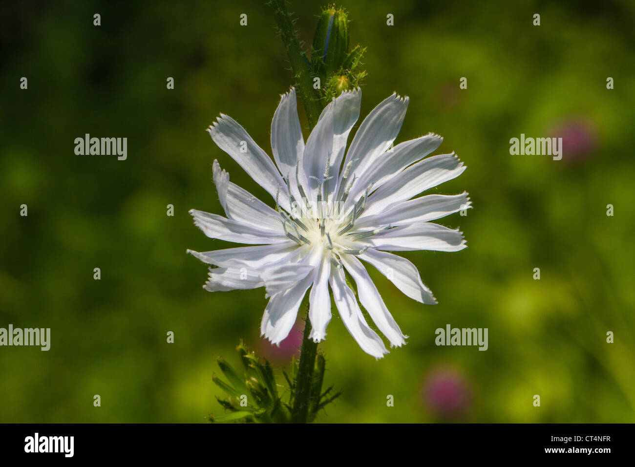 One flower of the rare, seldom white version of the wild flower Cichorium intybus (Common chicory, weisse Wegwarte) horizontal Stock Photo