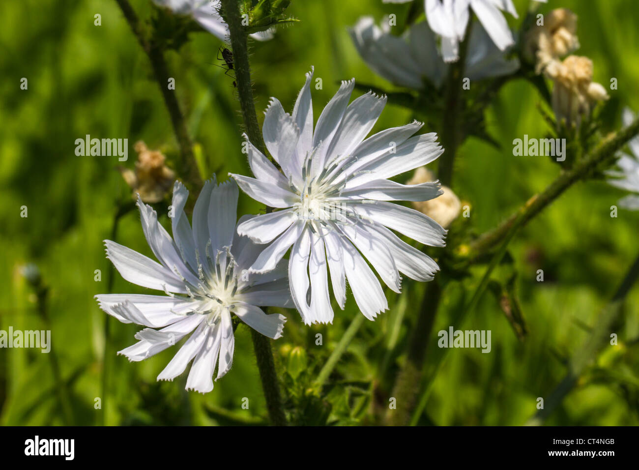 Two flower of the rare, seldom white version of the wild flower Cichorium intybus (Common chicory, weisse Wegwarte) horizontal Stock Photo