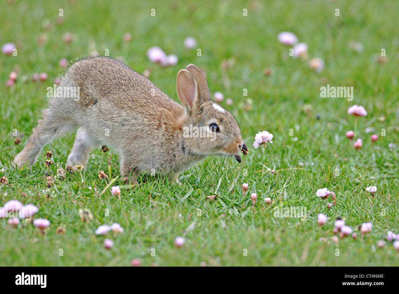 Wild rabbit oryctolagus cuniculus head hi-res stock photography and ...