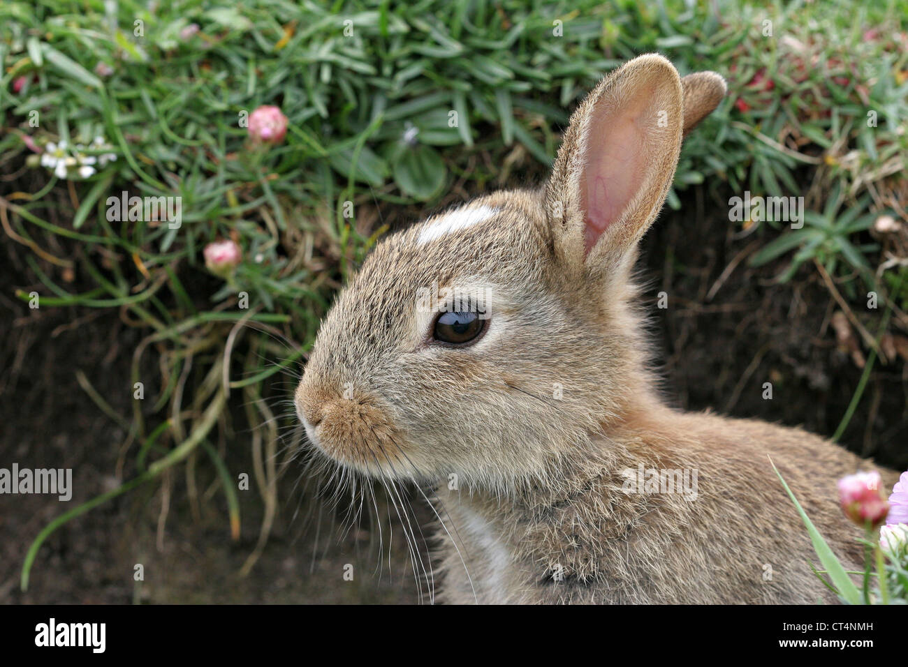 rabbitt tobacco What is the identity of the plant known as rabbit tobacco? Bat Lady Herbals: Rabbit Tobacco