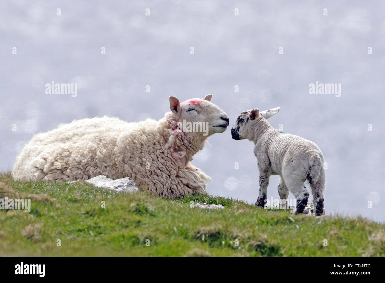 Pair of mature ewes hi-res stock photography and images - Alamy