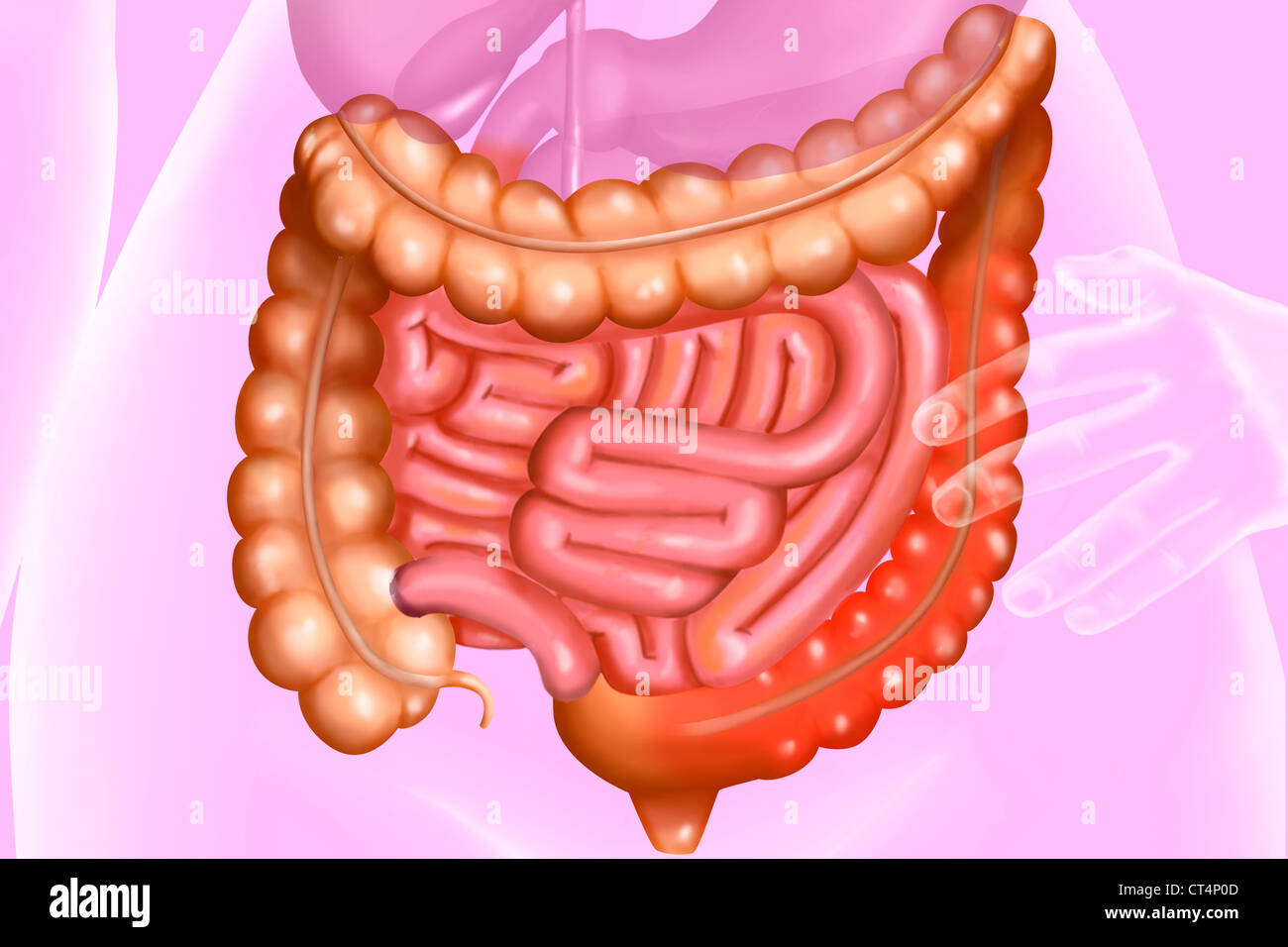 Sigmoid flexure hires stock photography and images Alamy