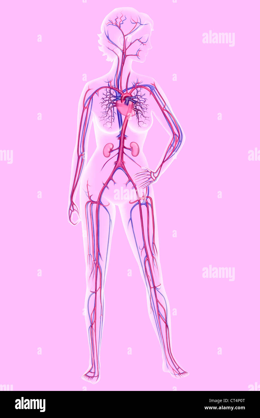 Blood Circulation Illustration Stock Photo Alamy Blood Circulation Illustration Stock Photo Alamy