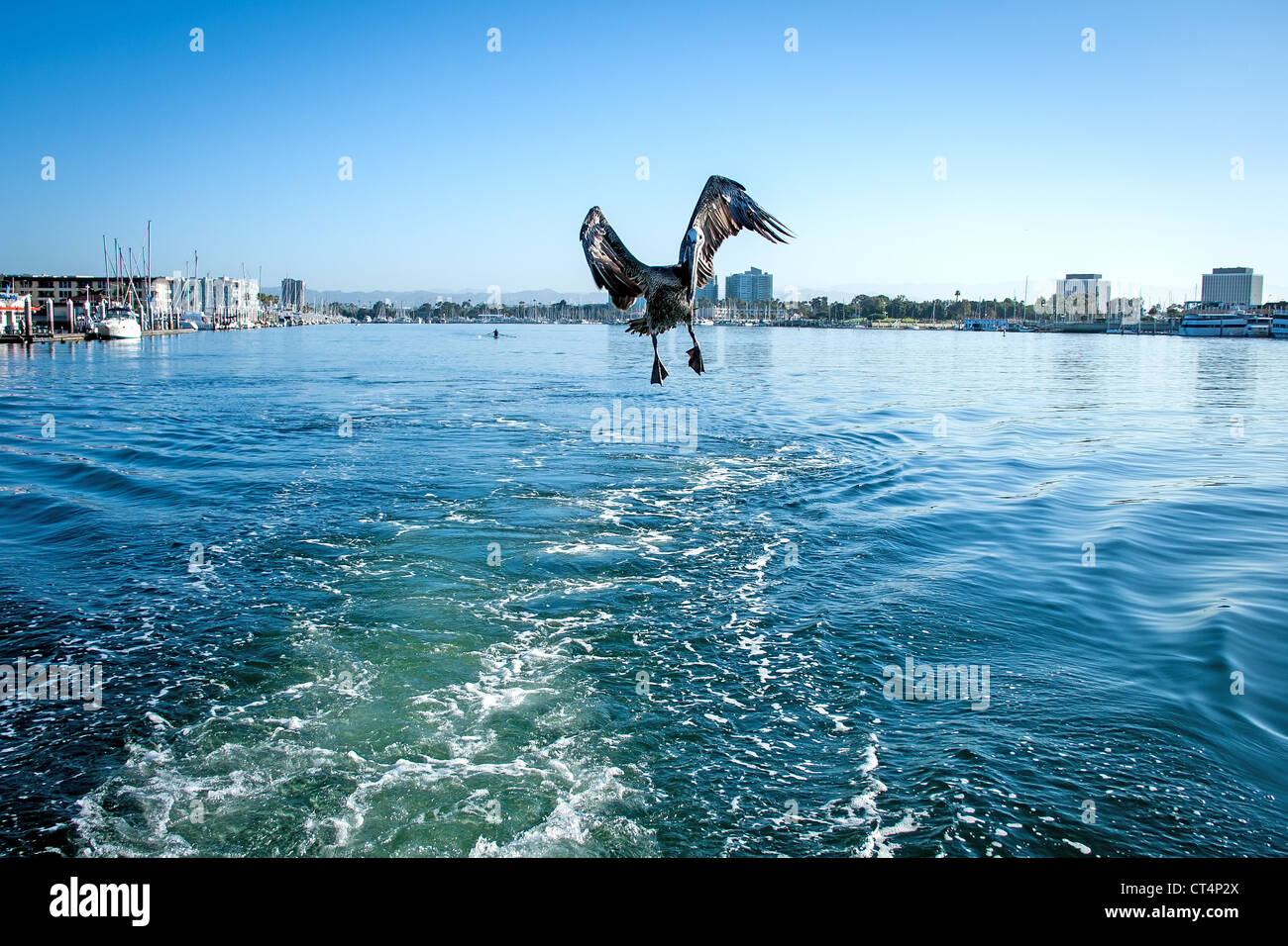 Pelican trails a fishing boat in Marina del Rey, California Stock Photo