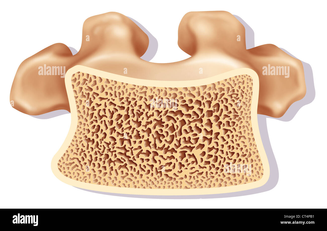 DORSAL VERTEBRA Stock Photo