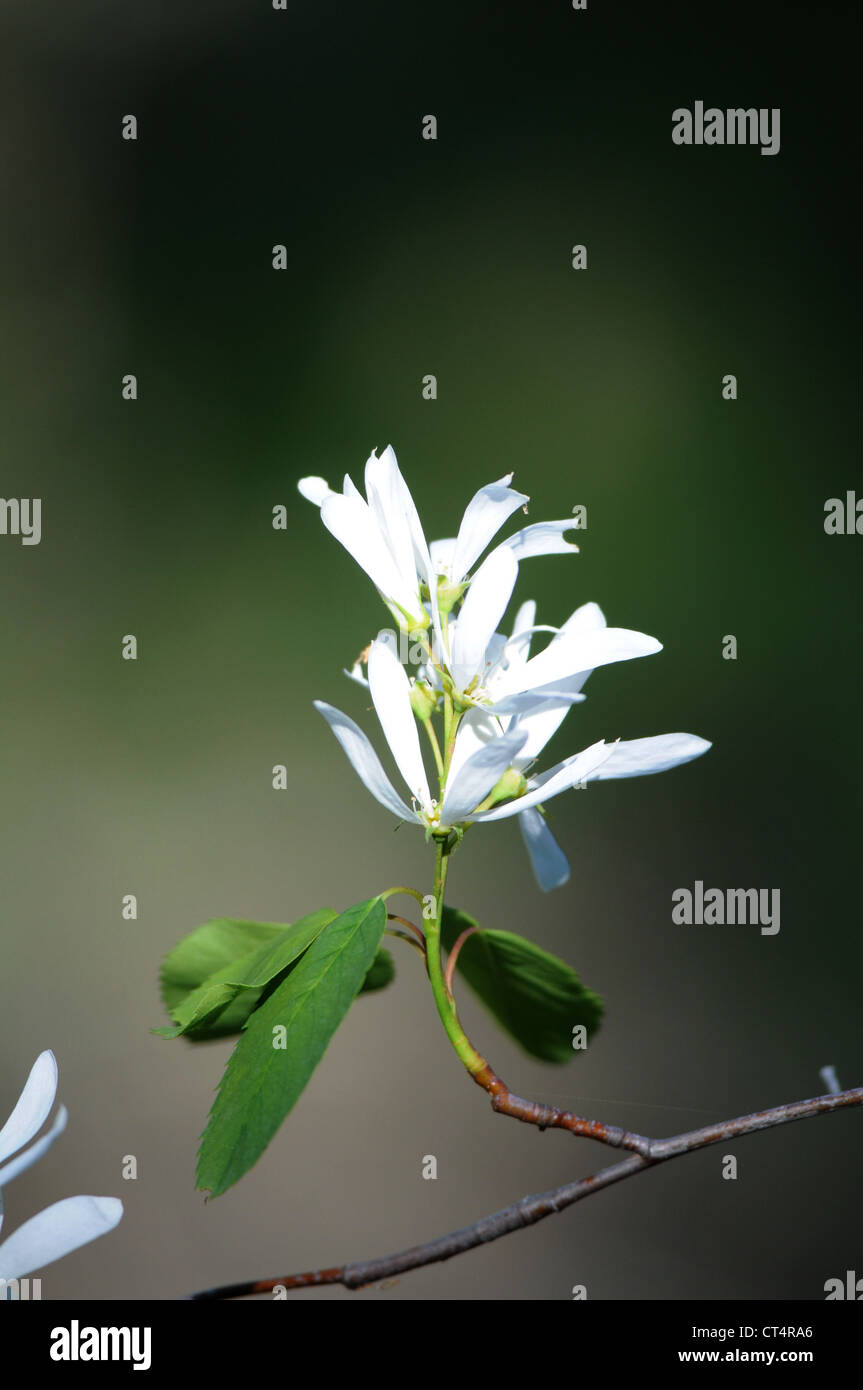 Saskatoon Spring Bloom Saskatoon Berry Plant Blooming High Resolution Stock Photography and ...