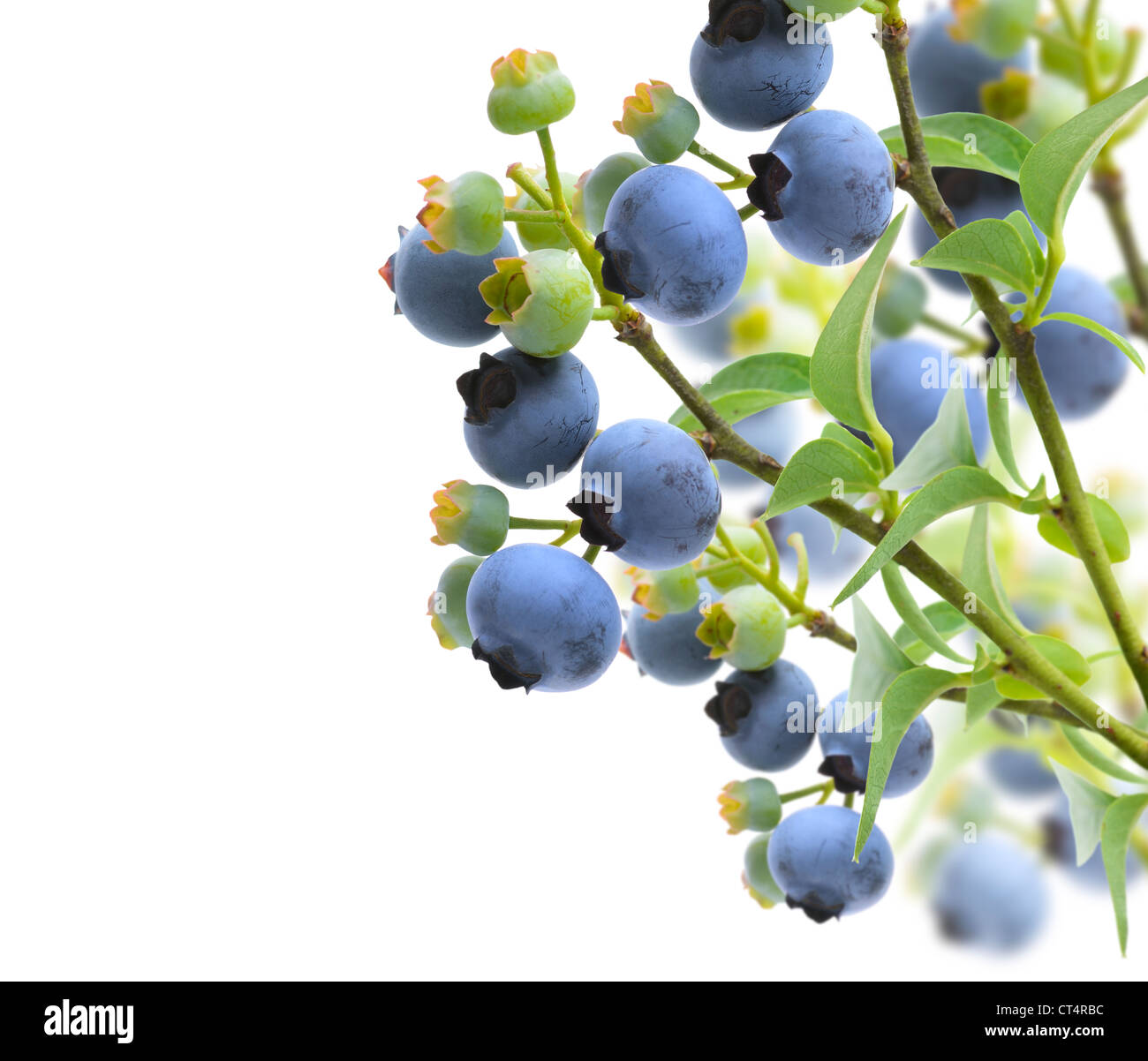 Blueberries On The Branches On White Background Stock Photo - Alamy