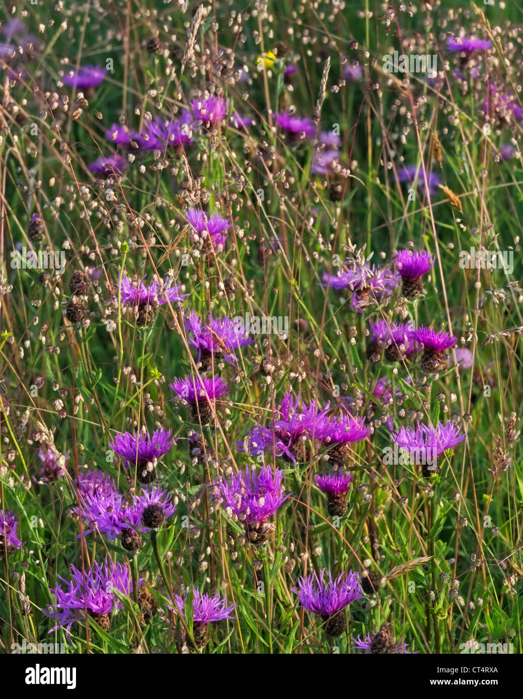 Greater knapweed Centaurea scabiosa and Quaking grass Briza media Stock Photo