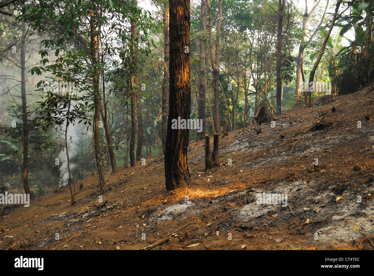 Deforestation in the rainforest of Taksin Maharat National Park, Thailand Stock Photo