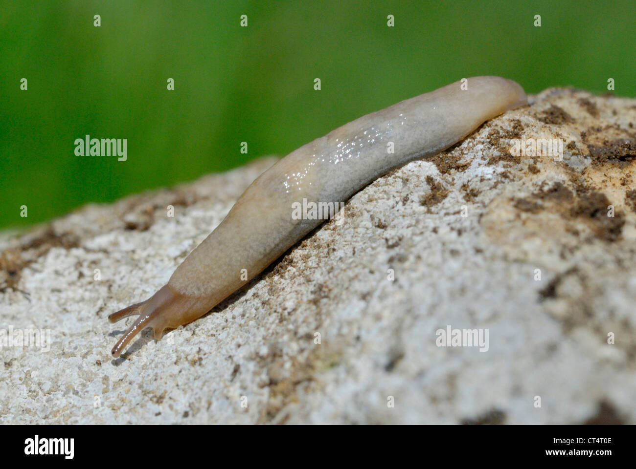 Grey Garden Slug (Deroceras reticulatum) on the Gower Peninsular, South Wales. April 2012. Stock Photo
