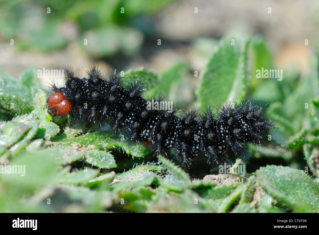 Rare Glanville Fritillary caterpillar (Melitaea cinxia) feeding on Buckshorn Plantain Stock Photo