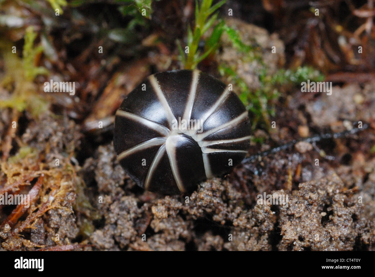 Common Pill Millipede (Glomeris marginata) curled into a defensive ball Stock Photo