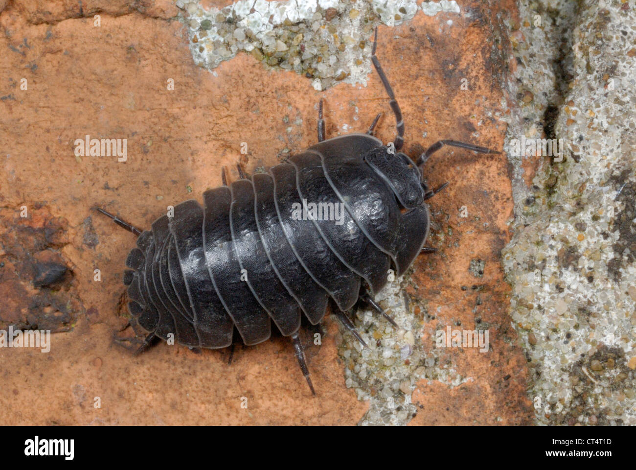 Southern Pill Woodlouse (Armadillidium depressum) on an old brick wall in a suburban garden in Gorseinon, South Wales. May 2012. Stock Photo