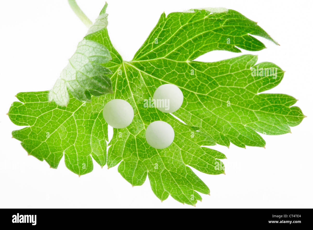 Homeopathy still life Cut Out Stock Images & Pictures - Alamy