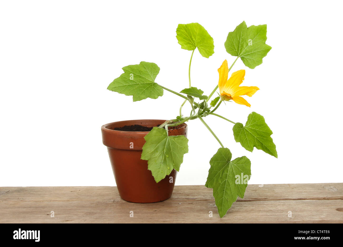 Courgette garden plant pot hi-res stock photography and images - Alamy