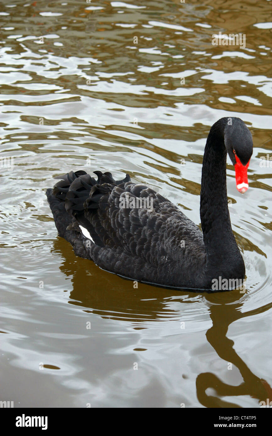 Black Swan (cygnus atratus) Stock Photo