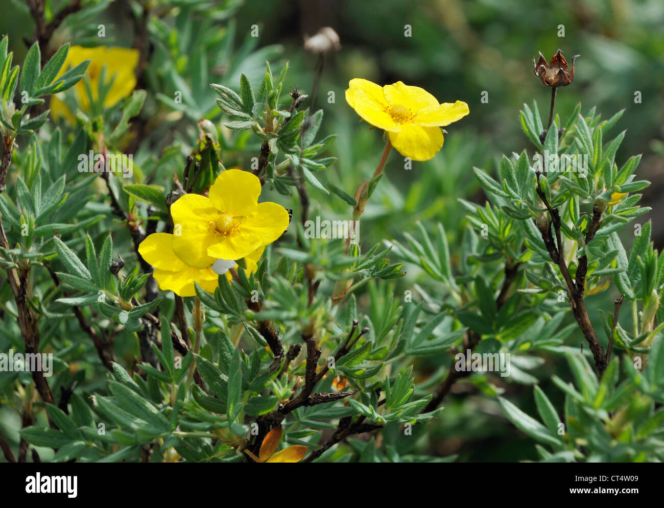 Shrubby Cinquefoil - Potentilla fruticosa Stock Photo