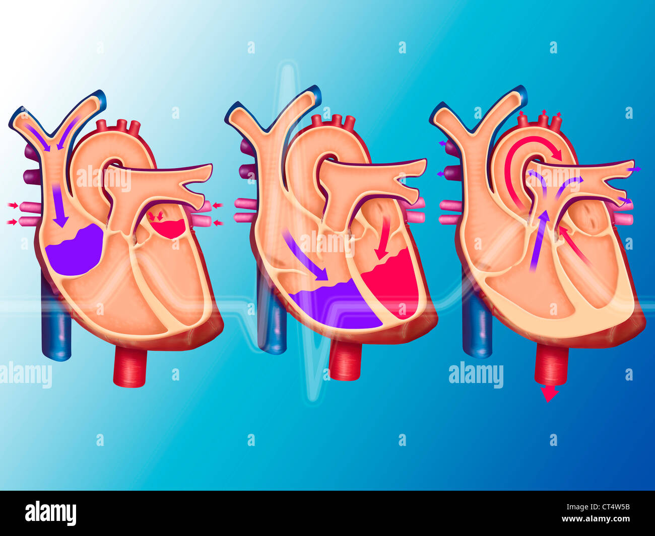 Blood Circulation Illustration Stock Photo Alamy Blood Circulation Illustration Stock Photo Alamy