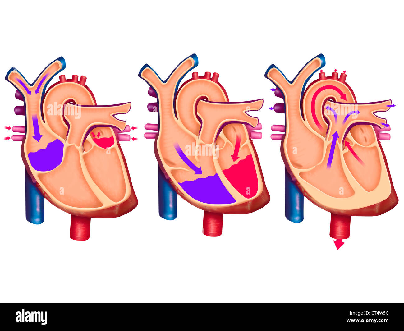 BLOOD CIRCULATION, ILLUSTRATION Stock Photo - Alamy