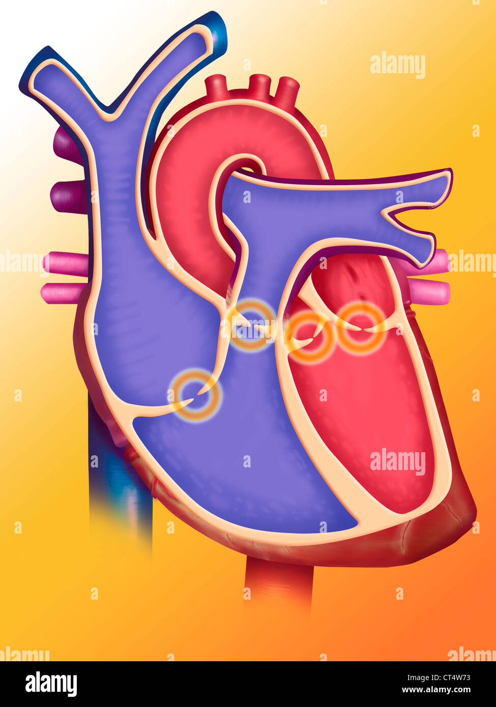 MURMUR OF THE HEART Stock Photo Alamy