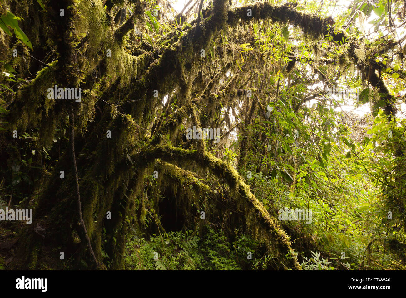 Yungas peru andes tree hi-res stock photography and images - Alamy