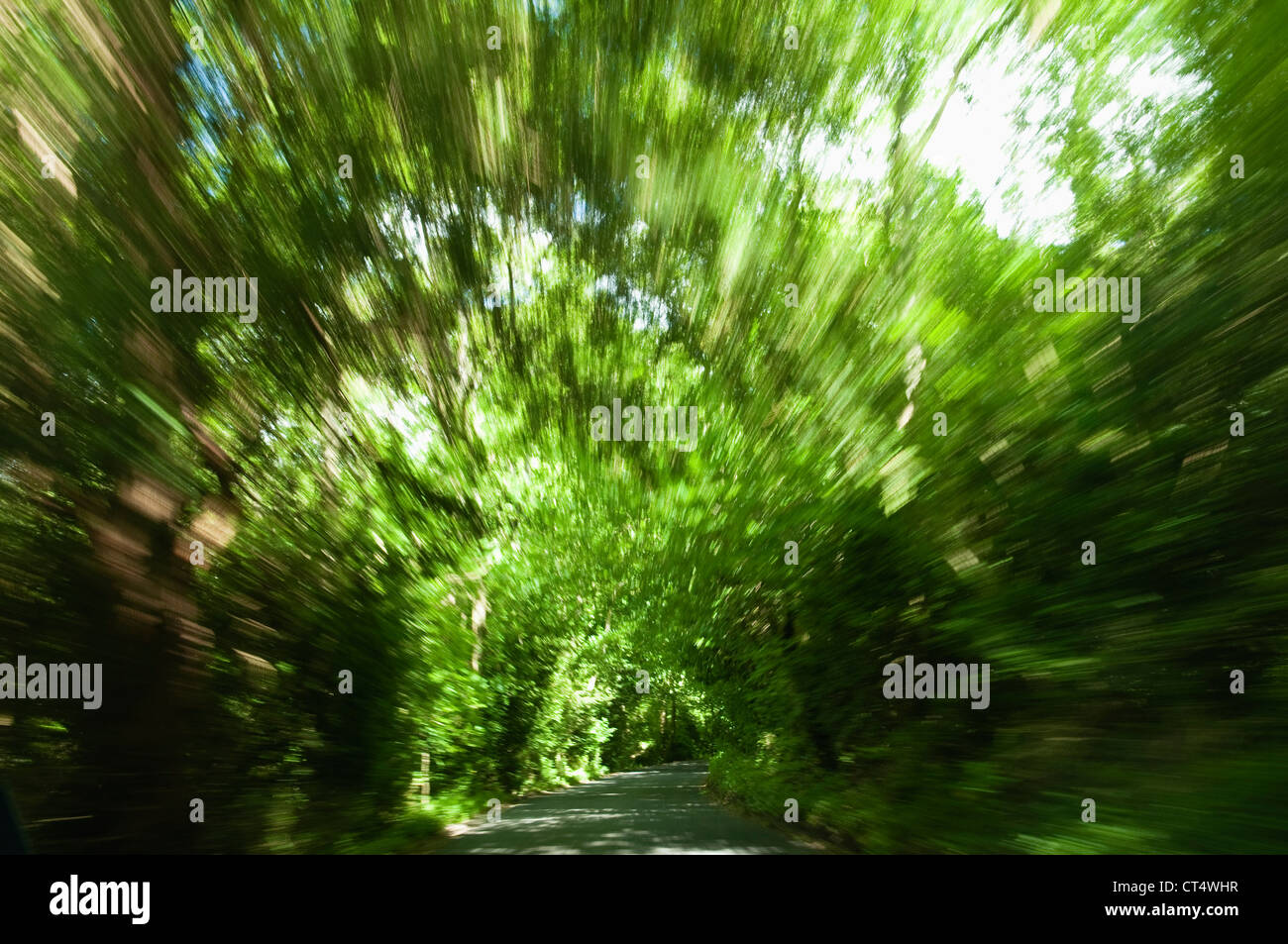 Box Hill, Surrey  - impressionistic view, with motion blur, as if cycling fast along the road through a tunnel of trees. UK. Stock Photo