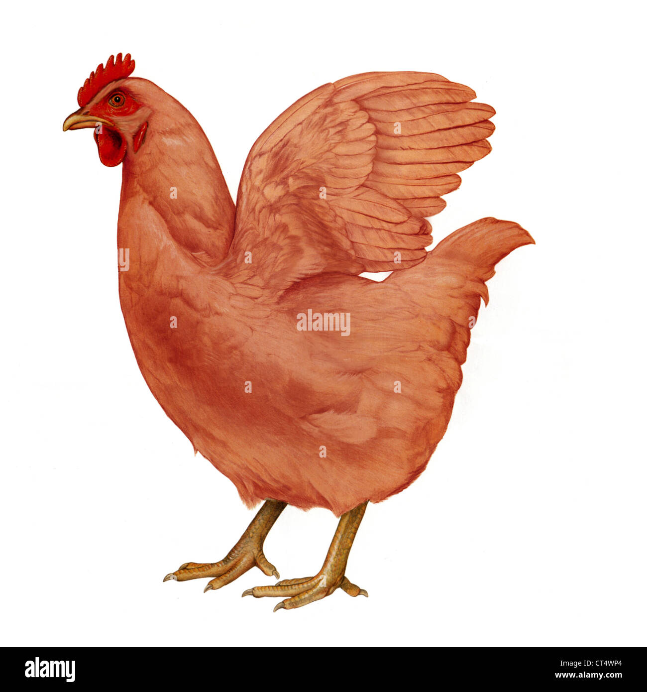 Domestic chicken Stock Photo