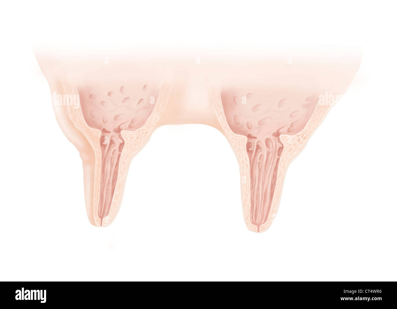 Cow mammary gland, drawing Stock Photo