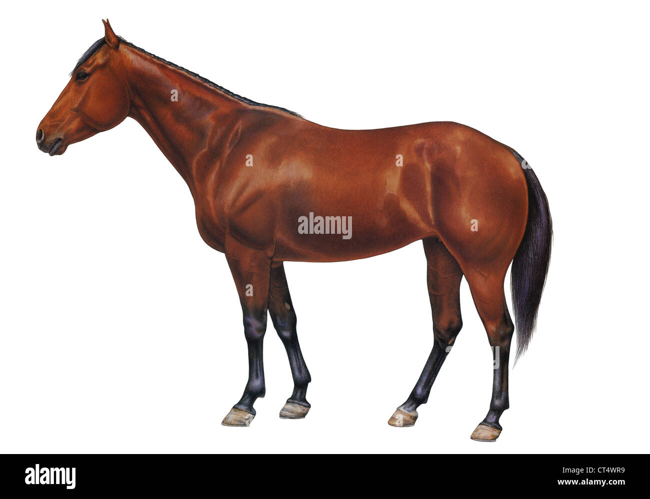 Domestic horse Stock Photo