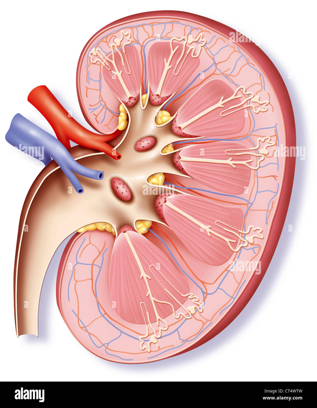 How to draw diagram of kidney easily  step by step  YouTube