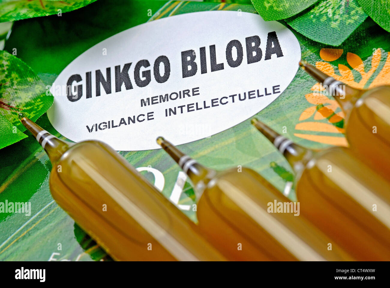 GINKGO BILOBA Stock Photo