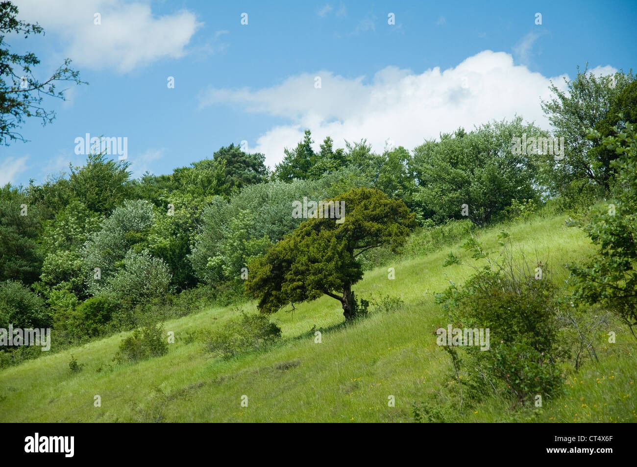 Box Hill, Surrey - with a single Box Tree in centre of picture. UK Stock Photo