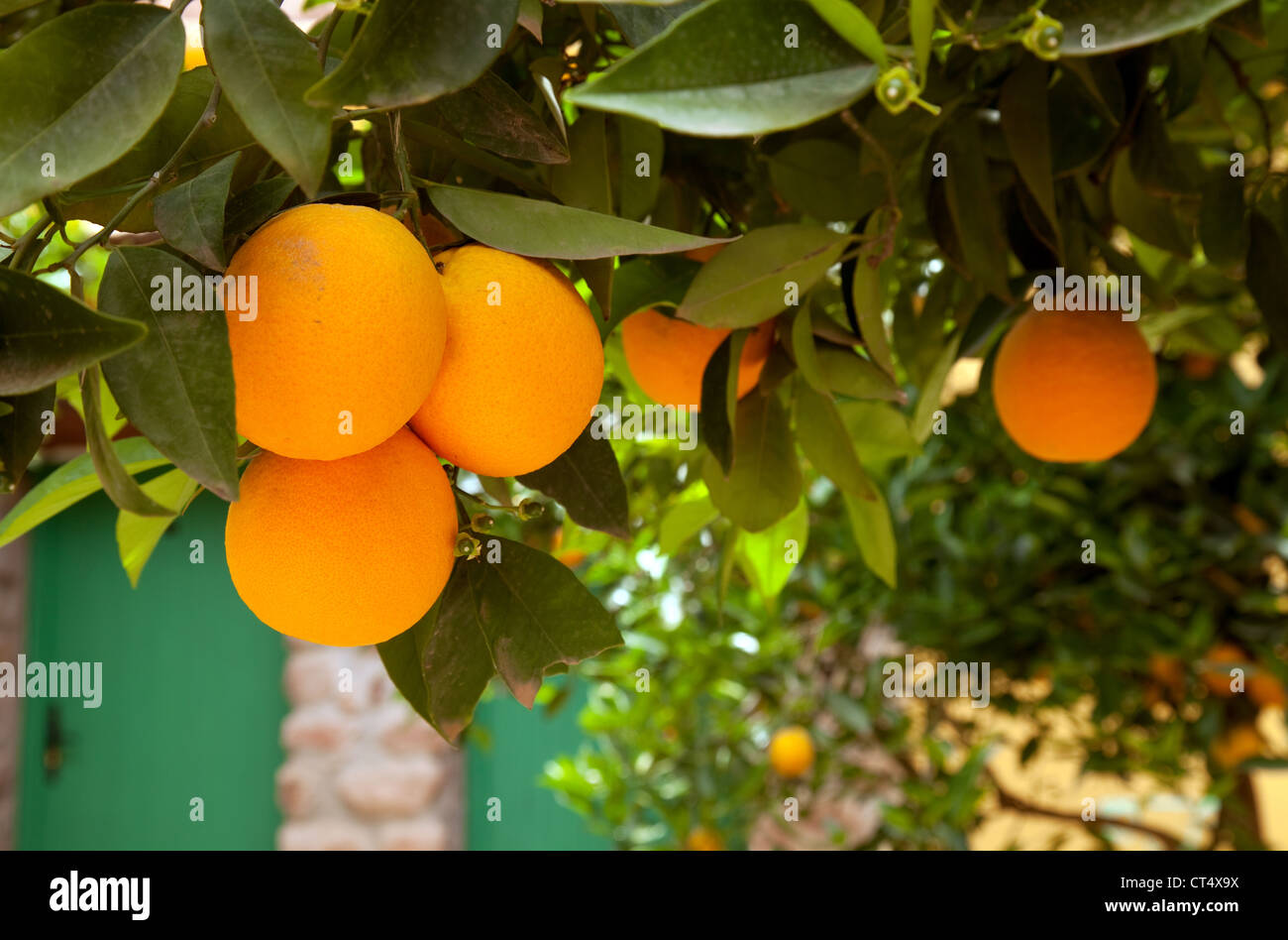 Morocco orange tree hires stock photography and images Alamy