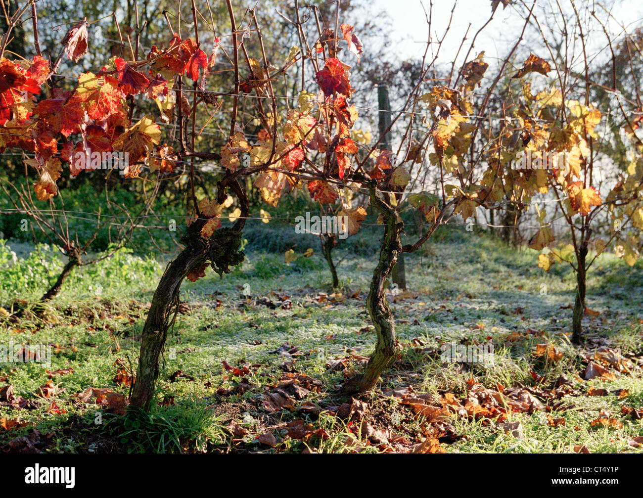 Weinstoecke with autumnal leaves in a garden Stock Photo