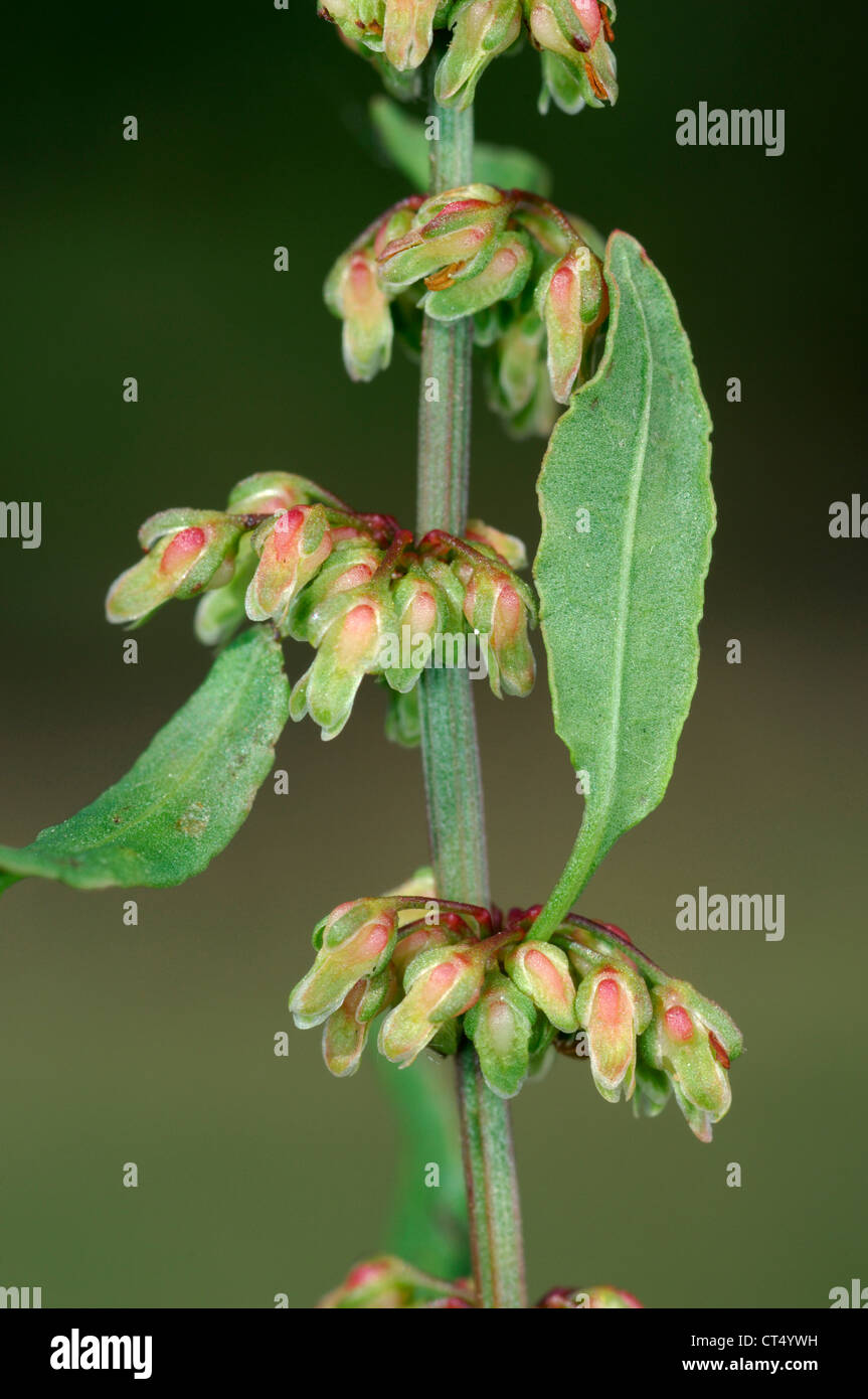CLUSTERED DOCK Rumex conglomeratus (Polygonaceae) Stock Photo