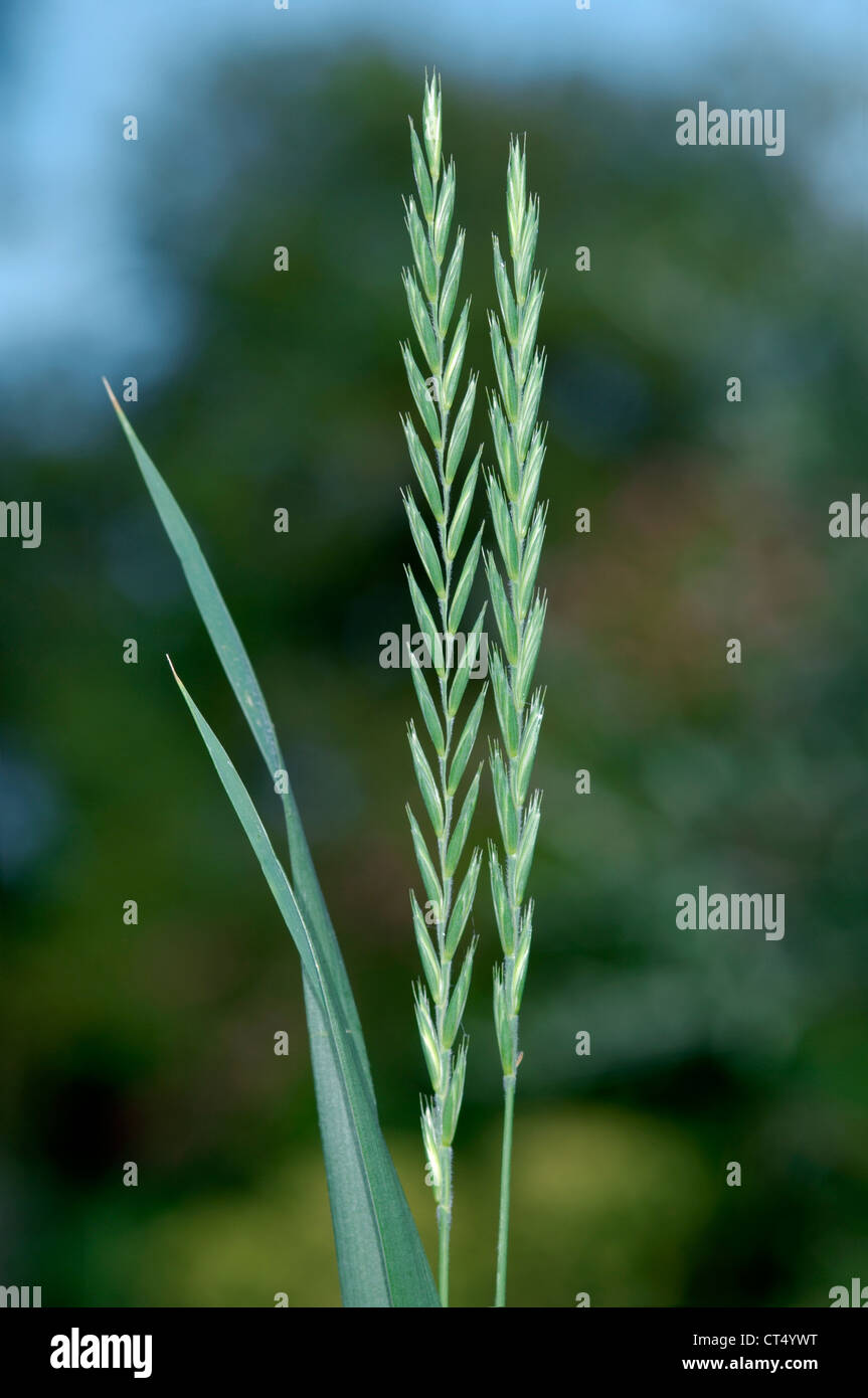 Ct4ywt Common Couch Elymus Repens Hi res Stock Photography And Images Ct4ywt Common Couch Elymus Repens Hi res Stock Photography And Images